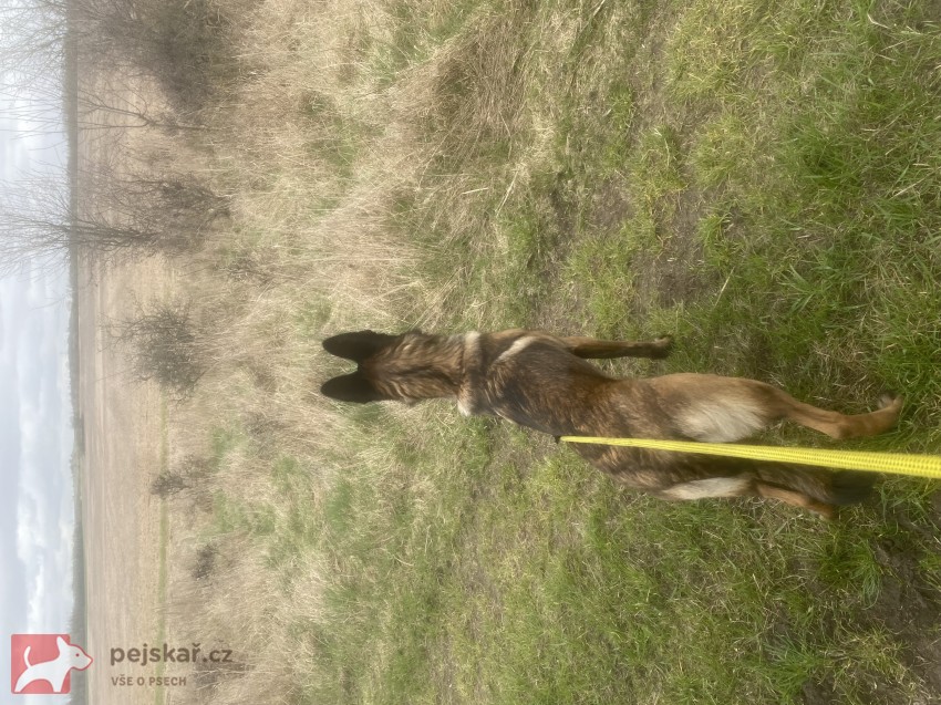 Šikovná fenka BO hledá parťáka