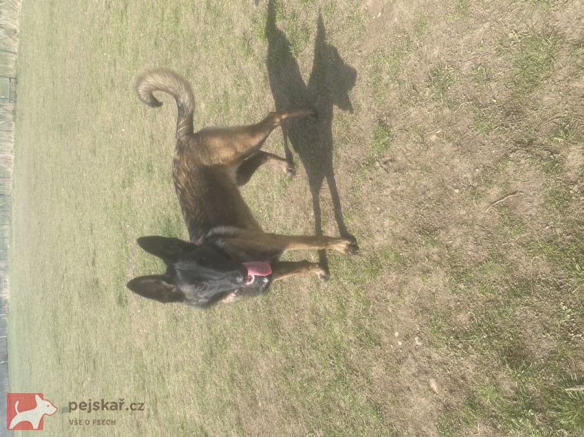 Šikovná fenka BO hledá parťáka