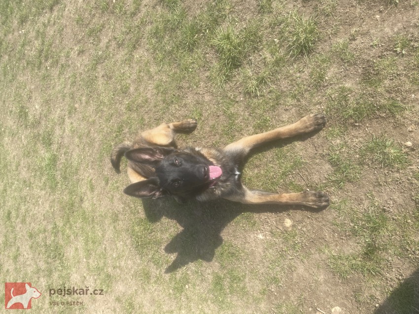 Šikovná fenka BO hledá parťáka