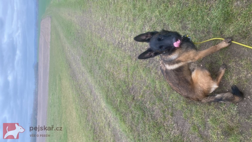 Šikovná fenka BO hledá parťáka