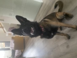 Inzerce psů Šikovná fenka BO hledá parťáka