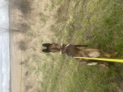 Šikovná fenka BO hledá parťáka