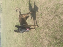 Šikovná fenka BO hledá parťáka