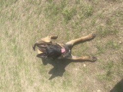 Šikovná fenka BO hledá parťáka