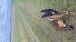 Šikovná fenka BO hledá parťáka