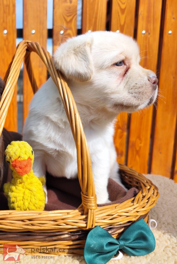 Nabídka štěněte labradorského retrievera