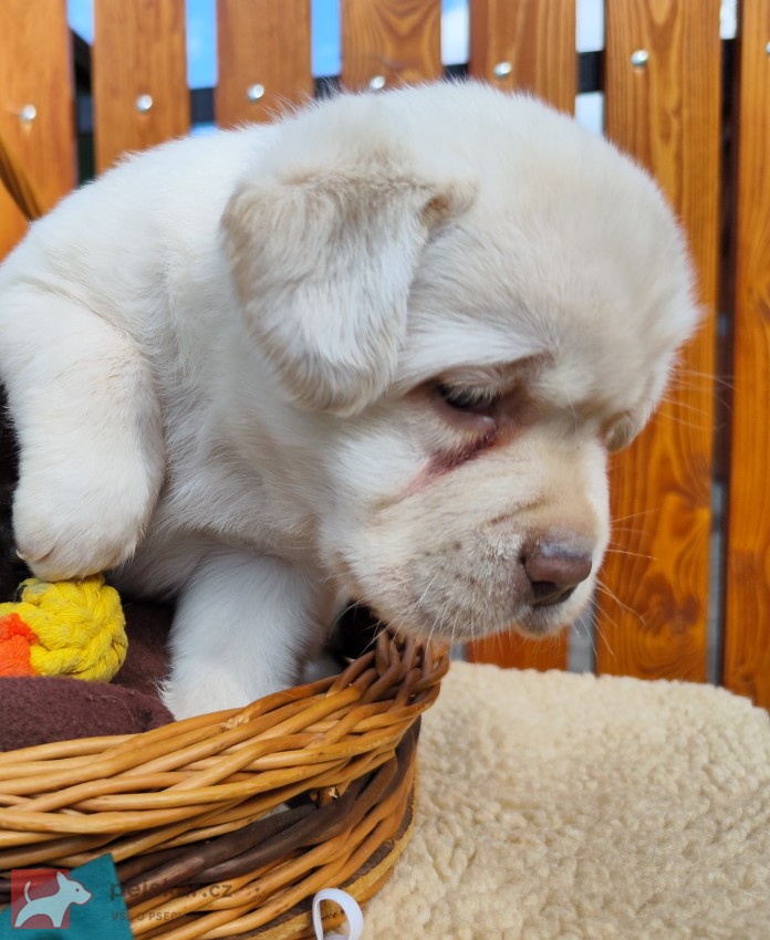Nabídka štěněte labradorského retrievera