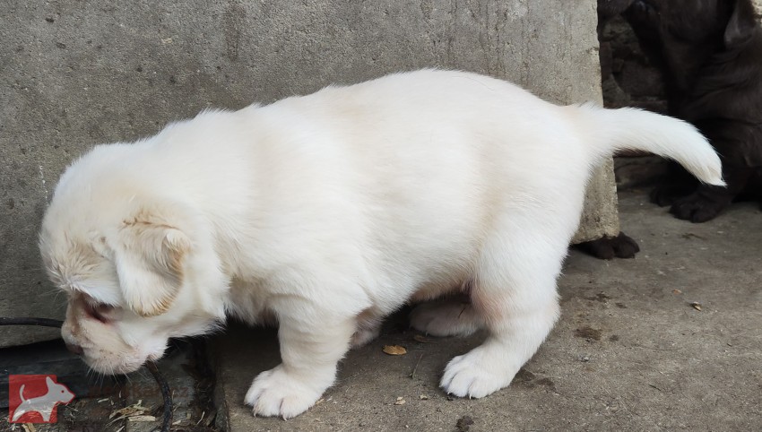 Nabídka štěněte labradorského retrievera
