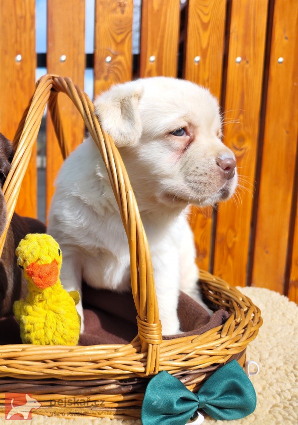 Nabídka štěněte labradorského retrievera