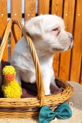 Inzerce psů Nabídka štěněte labradorského retrievera