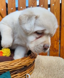 Nabídka štěněte labradorského retrievera