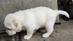 Nabídka štěněte labradorského retrievera