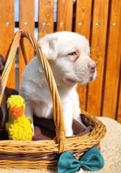 Nabídka štěněte labradorského retrievera