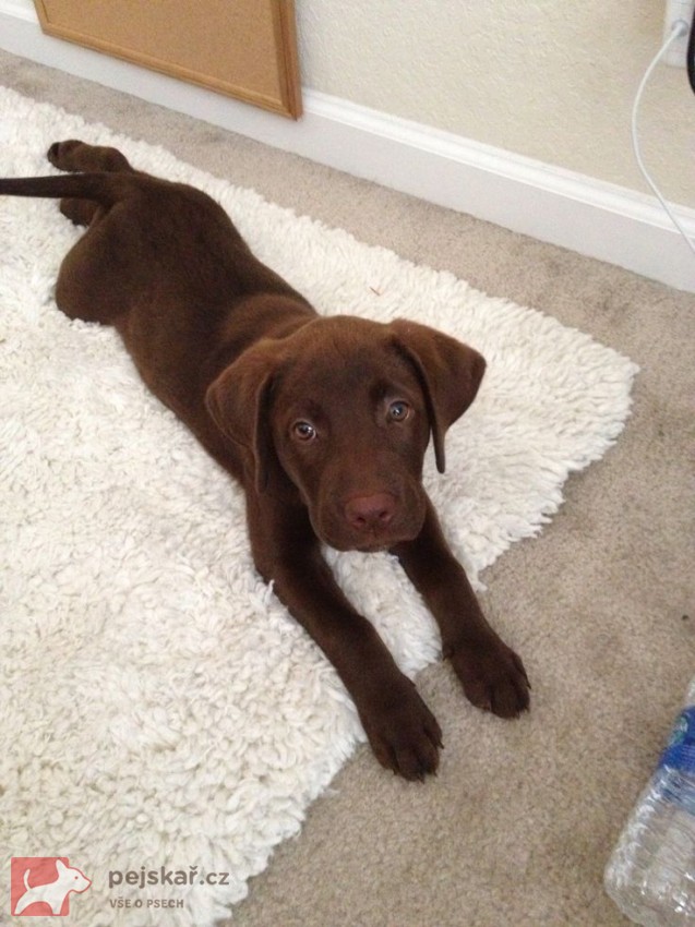 Nabízíme k prodeji labradorského retrívra s pp