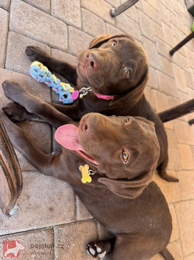 Nabízíme k prodeji labradorského retrívra s pp