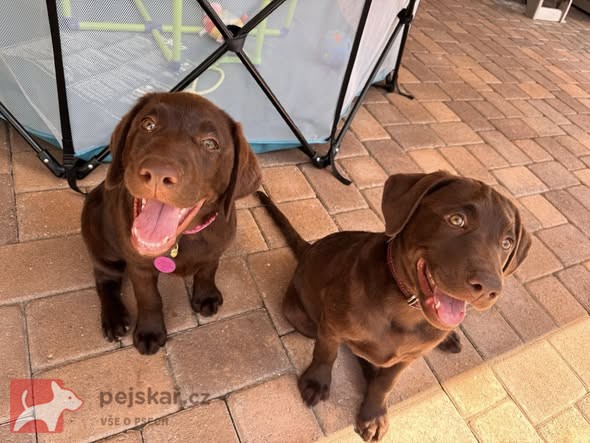 Nabízíme k prodeji labradorského retrívra s pp