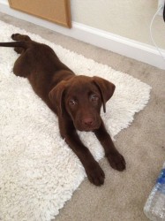 Inzerce psů Nabízíme k prodeji labradorského retrívra s pp