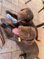 Nabízíme k prodeji labradorského retrívra s pp