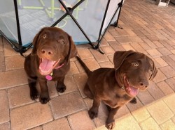 Nabízíme k prodeji labradorského retrívra s pp