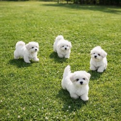 Inzerce psů Dvě štěňata bišonka frise k prodeji s pp