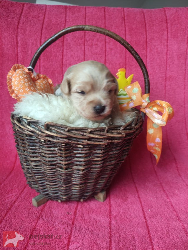 Havanský psík s PP - pes