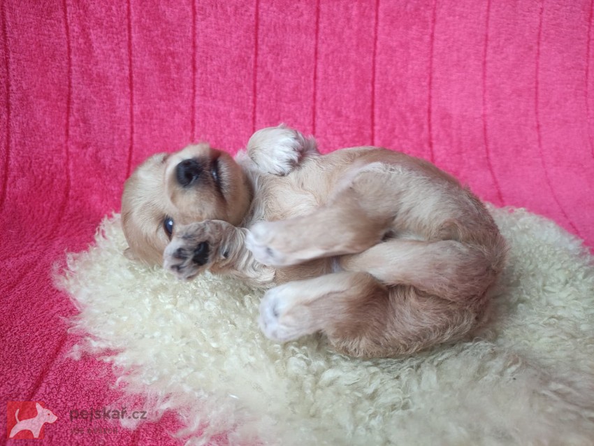 Havanský psík s PP - pes