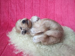 Havanský psík s PP - pes