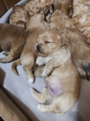 Havanský psík s PP - pes