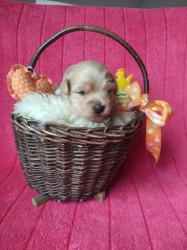 Inzerce psů Havanský psík s PP - pes