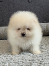 Inzerce psů Prodám čistokrevného pomeraniana bez pp