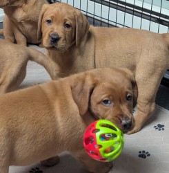 Inzerce psů Prodám labradorského retrívra s PP