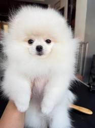 Inzerce psů Máme k dispozici štěňata pomeraniana