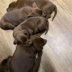 Inzerce psů Roztomilý labradorský retrívr