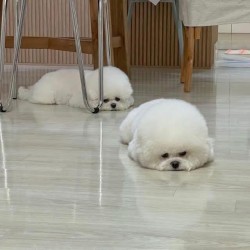 Inzerce psů Bišonek na prodej