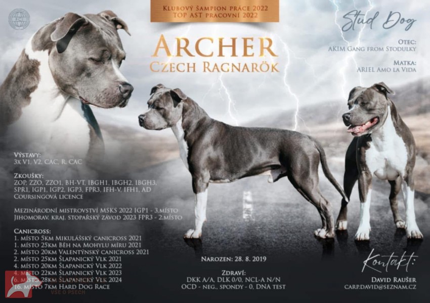 prodám amerického stafordšírského teriéra s pp