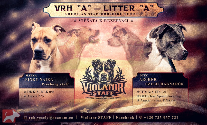 prodám amerického stafordšírského teriéra s pp