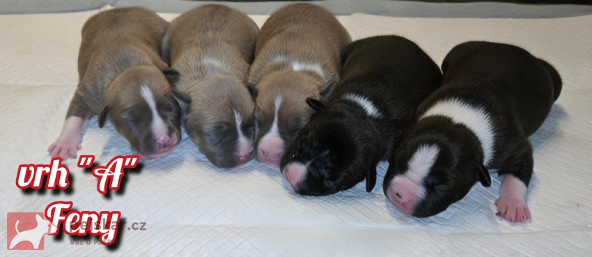 prodám amerického stafordšírského teriéra s pp