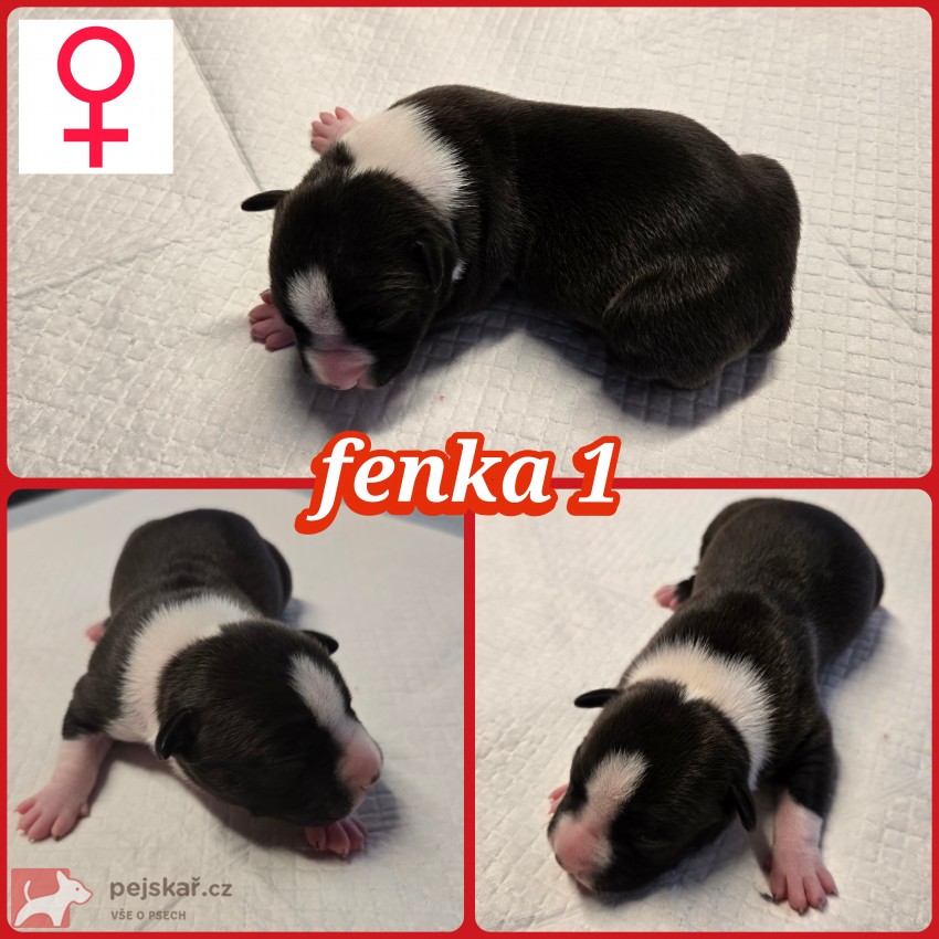 prodám amerického stafordšírského teriéra s pp