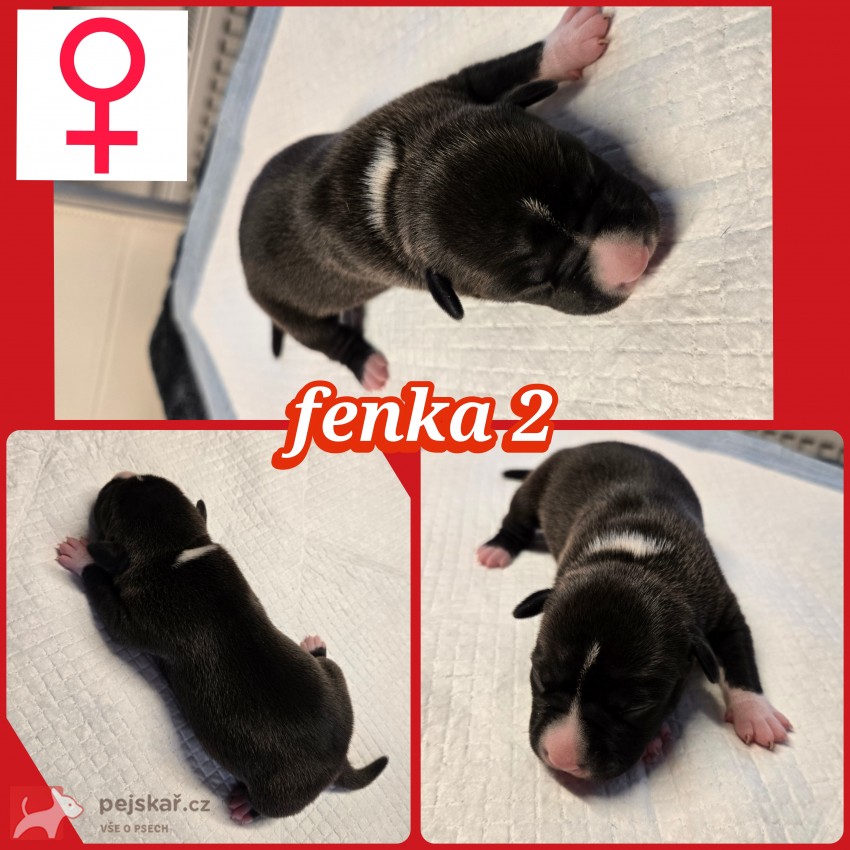 prodám amerického stafordšírského teriéra s pp