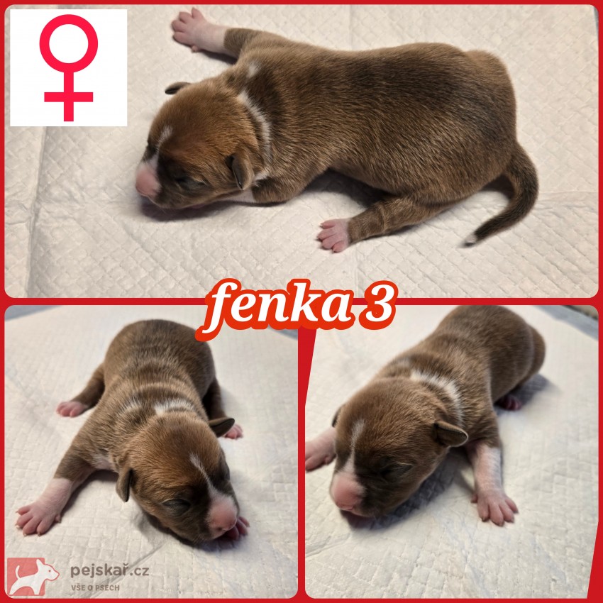 prodám amerického stafordšírského teriéra s pp