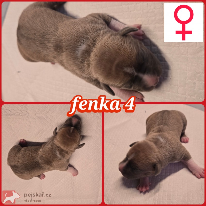 prodám amerického stafordšírského teriéra s pp