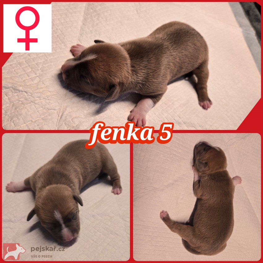 prodám amerického stafordšírského teriéra s pp