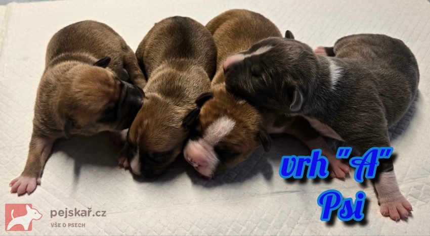 prodám amerického stafordšírského teriéra s pp