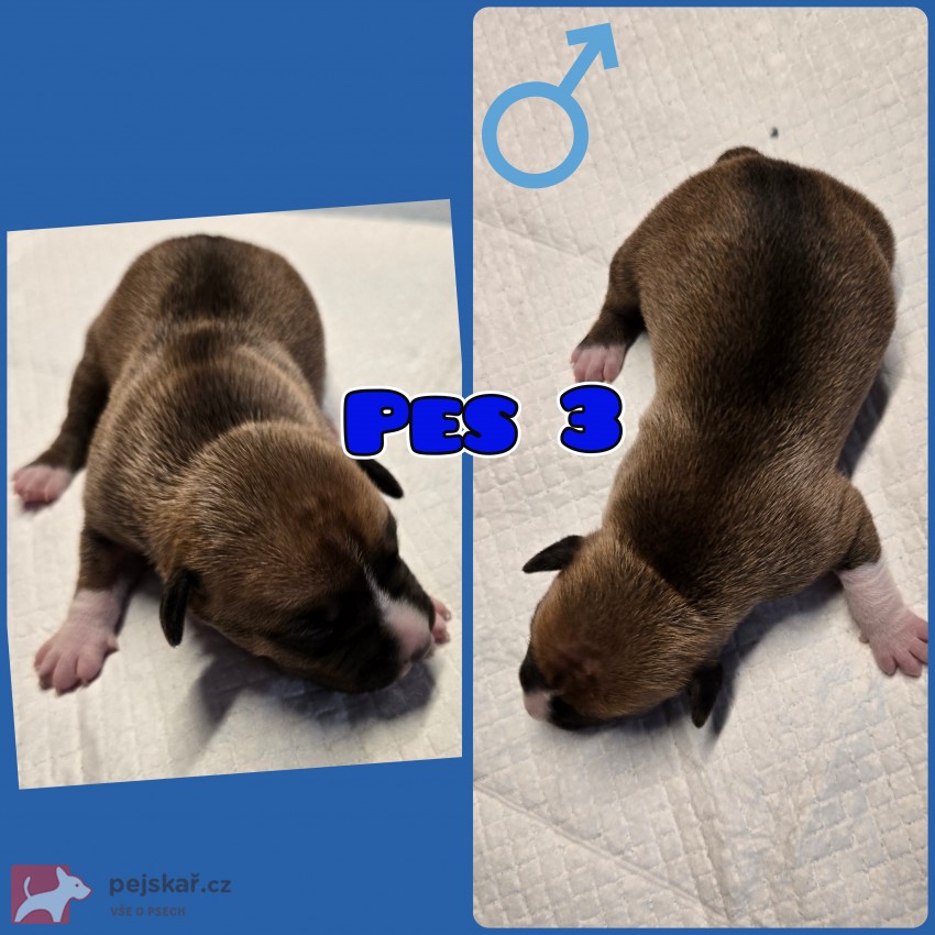 prodám amerického stafordšírského teriéra s pp