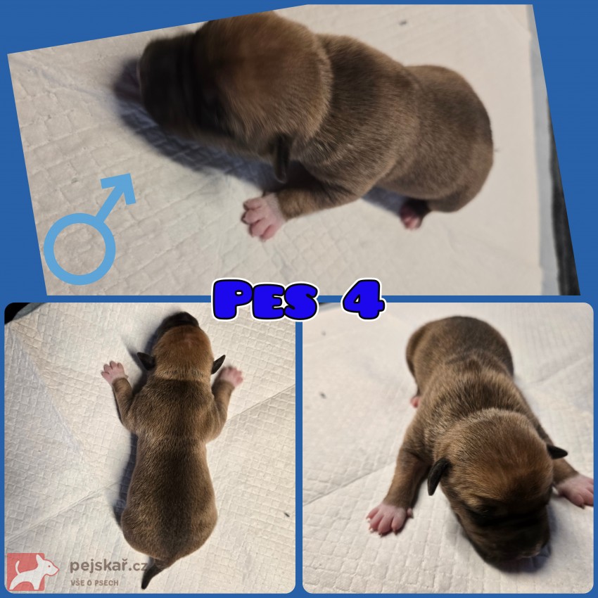 prodám amerického stafordšírského teriéra s pp