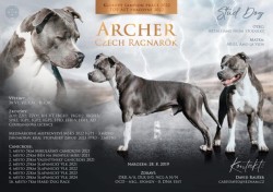 Inzerce psů prodám amerického stafordšírského teriéra s pp