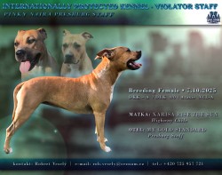 prodám amerického stafordšírského teriéra s pp