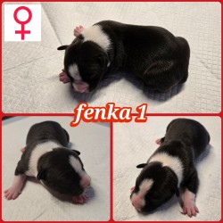 prodám amerického stafordšírského teriéra s pp