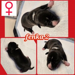 prodám amerického stafordšírského teriéra s pp