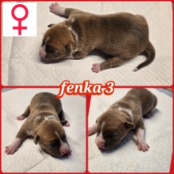 prodám amerického stafordšírského teriéra s pp